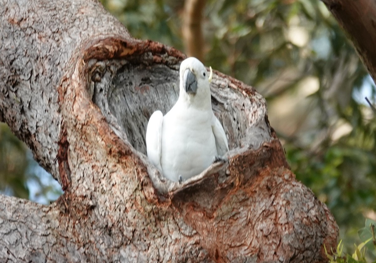 Sulphur-crested Cockatoo - ML627898993