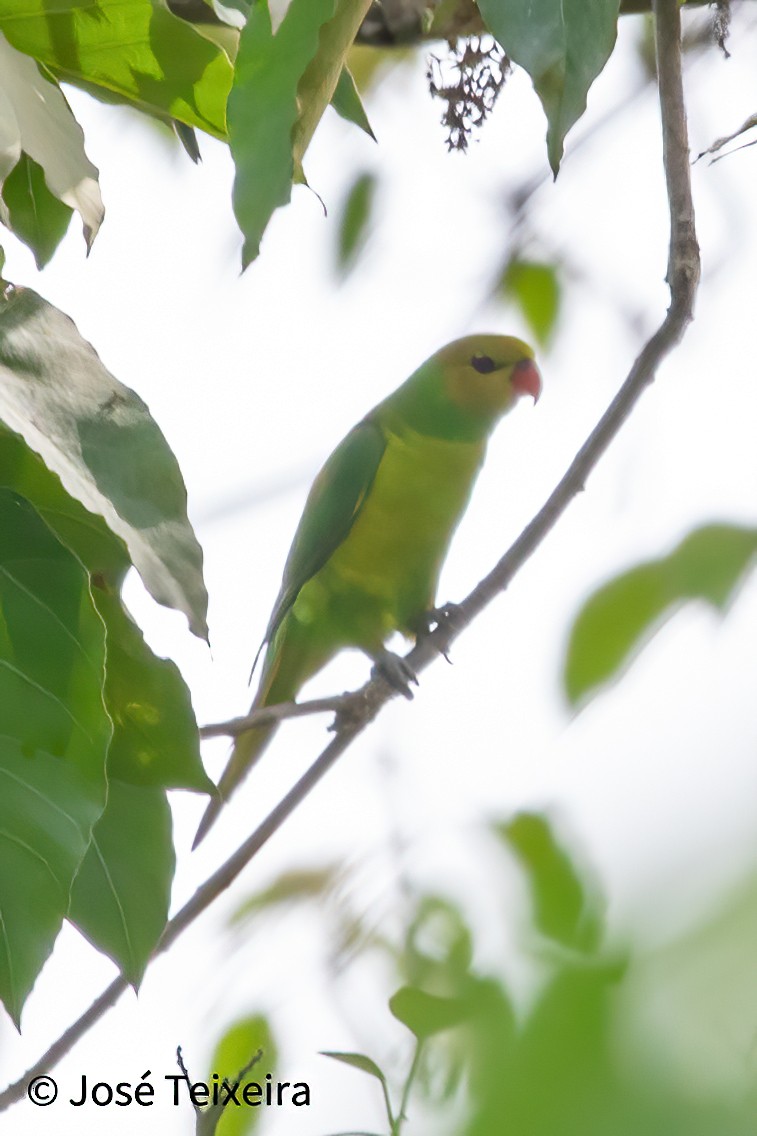 Olive-headed Lorikeet - ML627898995