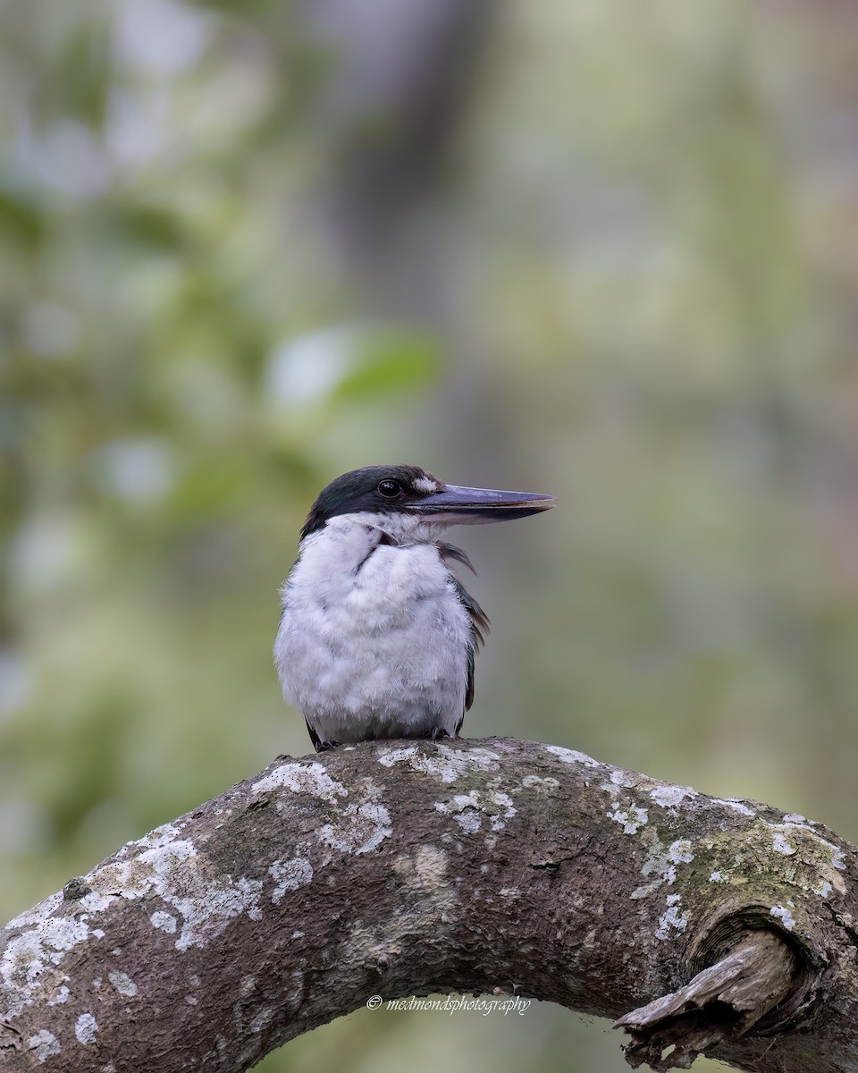 Torresian Kingfisher - ML627899005