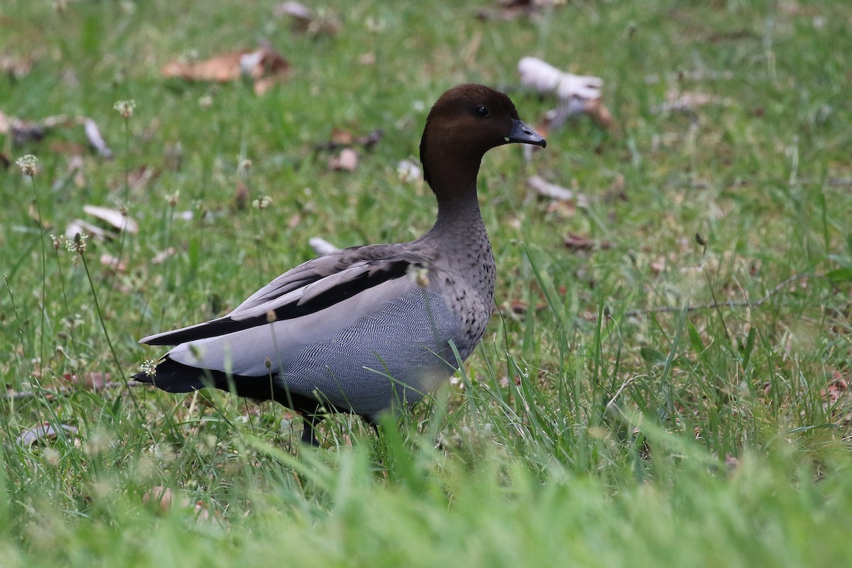 Maned Duck - ML627899021