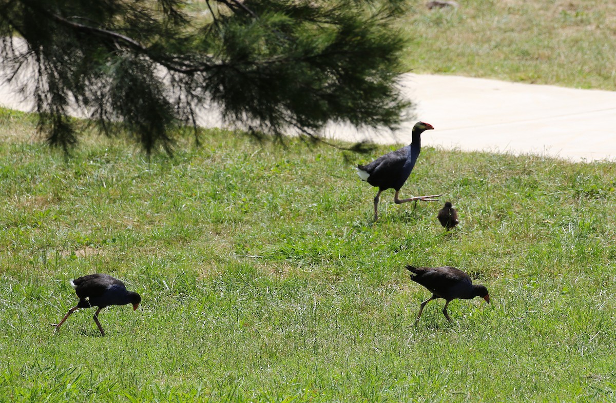 Australasian Swamphen - ML627899036