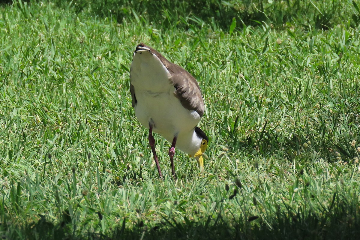 Masked Lapwing (Black-shouldered) - ML627899042