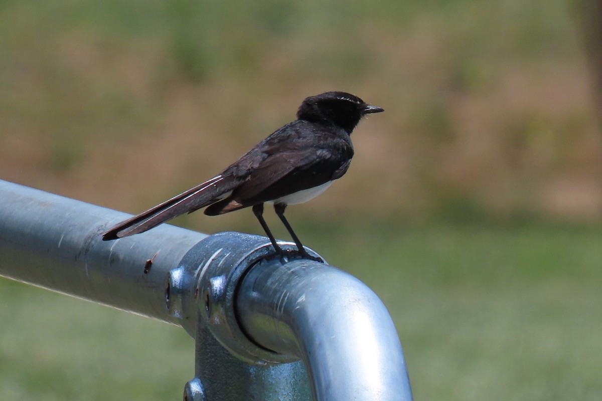 Willie-wagtail - ML627899046