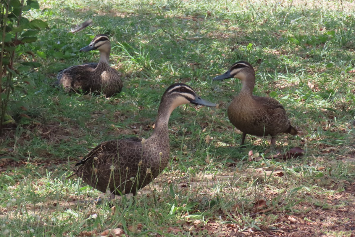 Pacific Black Duck - ML627899063