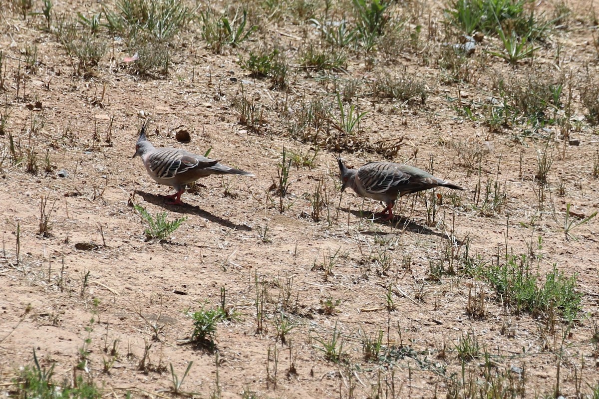 Crested Pigeon - ML627899064