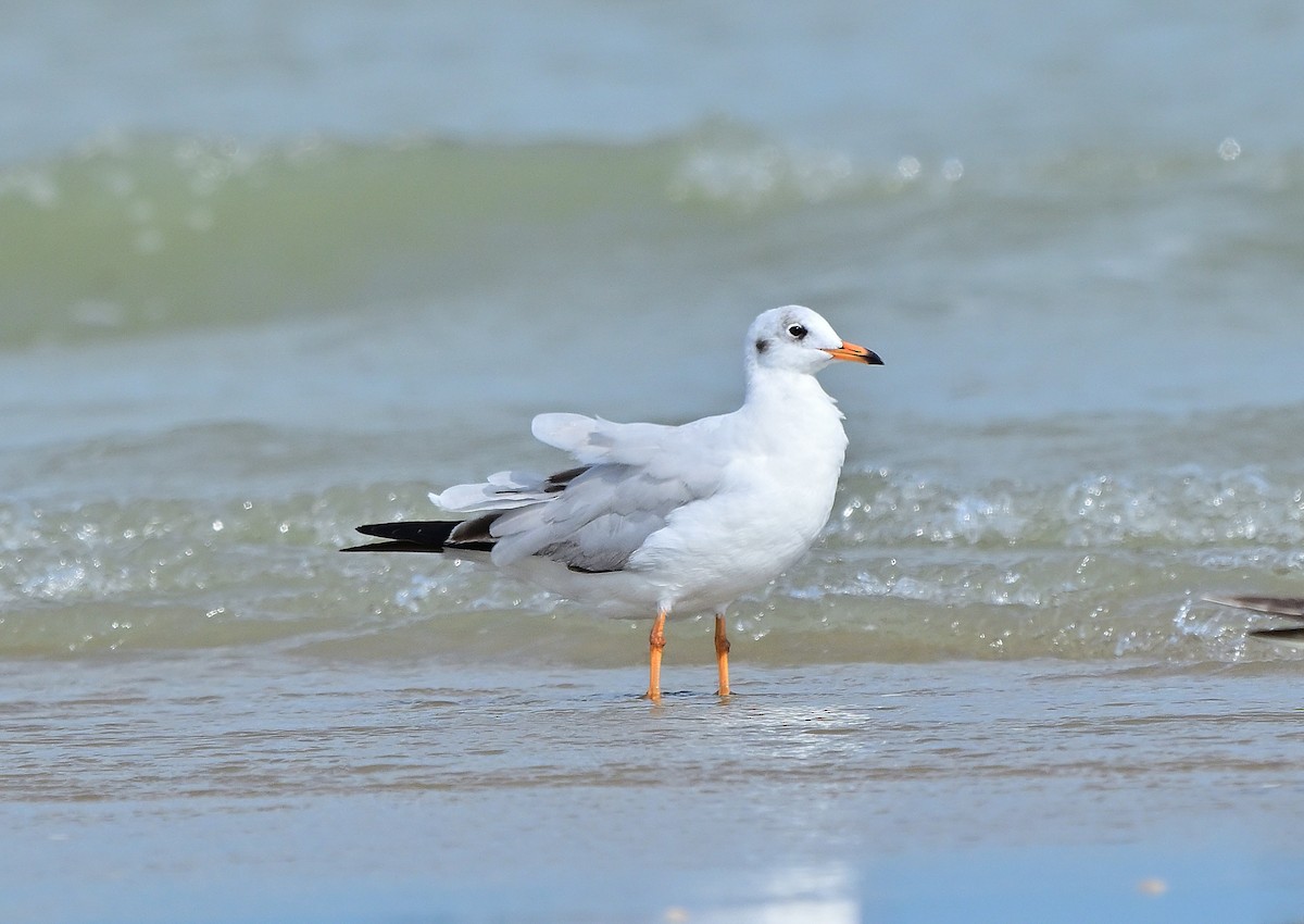 Brown-headed Gull - ML627899091