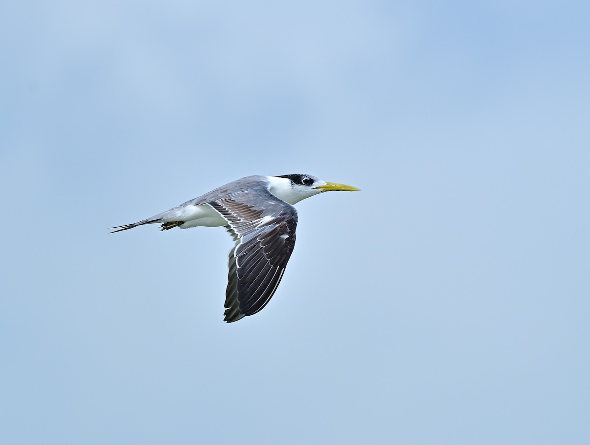 Great Crested Tern - ML627899132