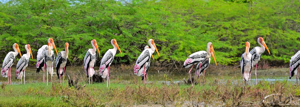 Painted Stork - ML627899144