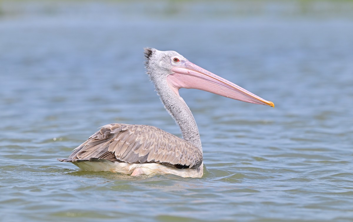 Spot-billed Pelican - ML627899150