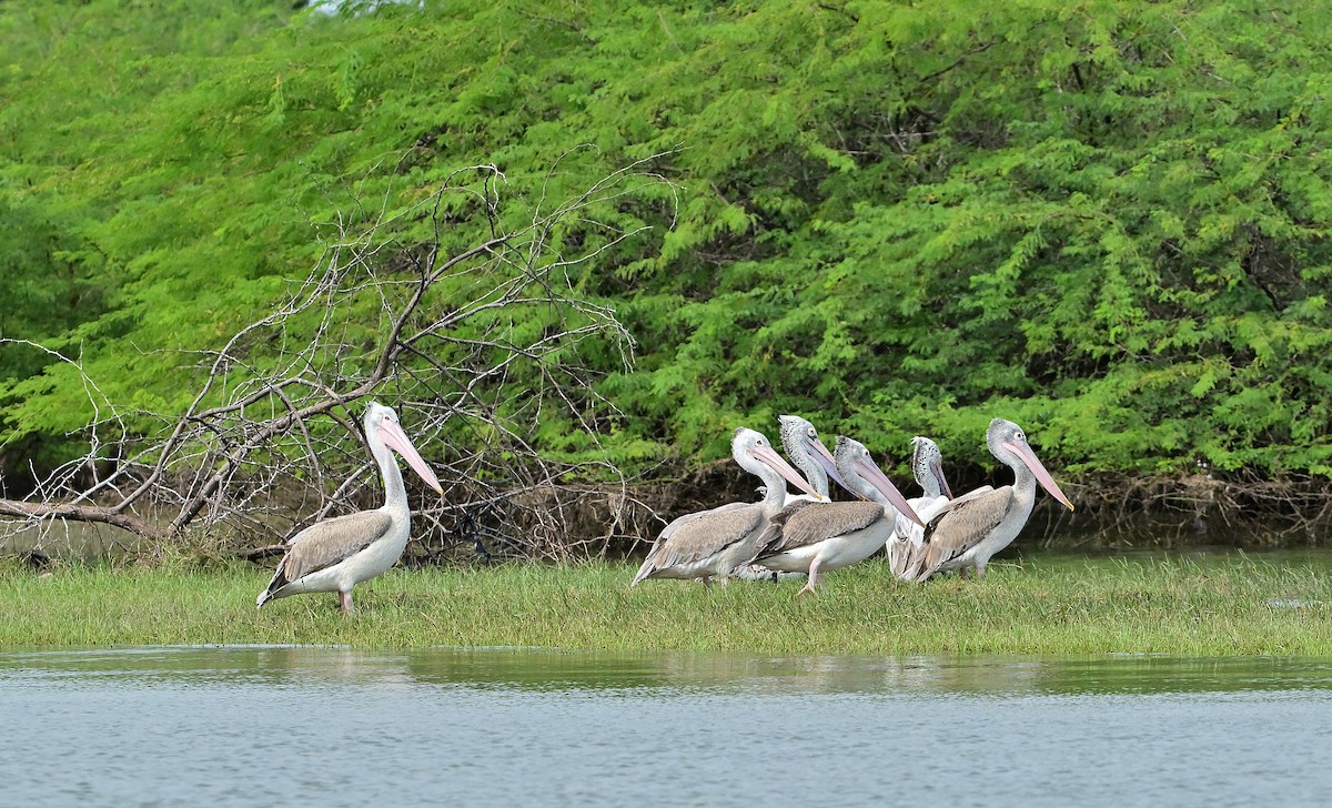 Spot-billed Pelican - ML627899159