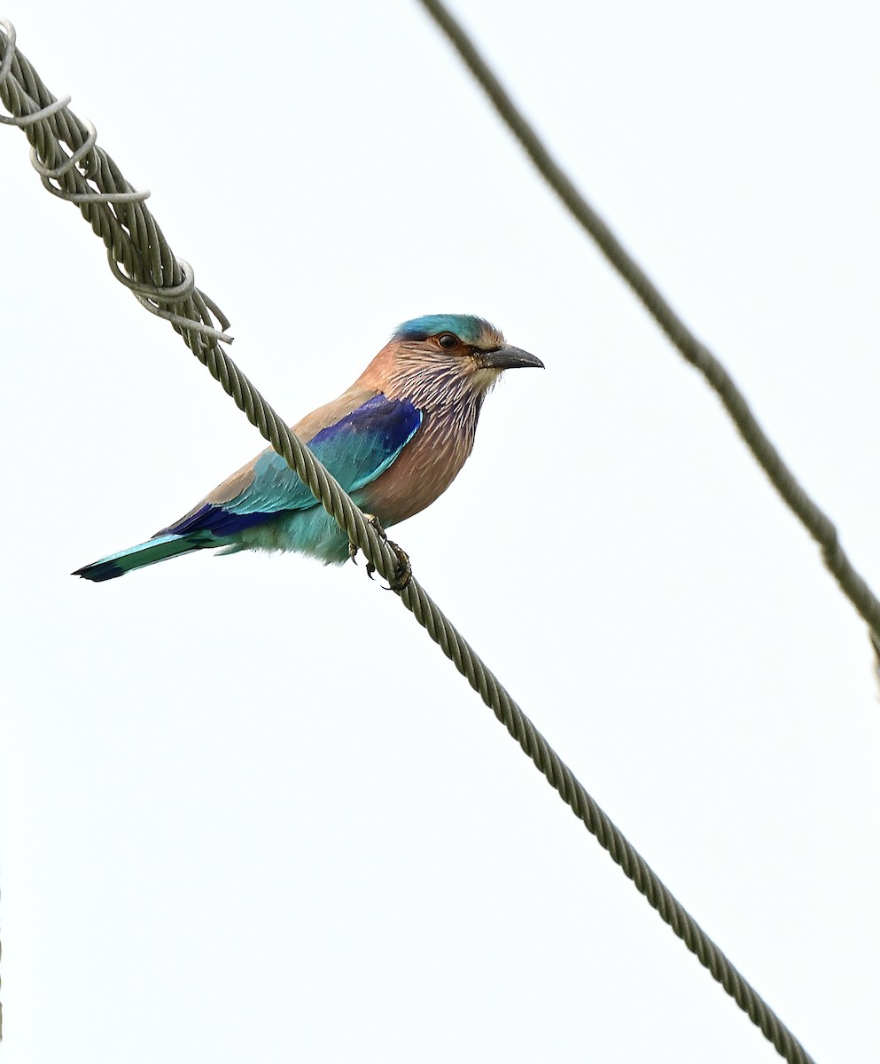 Indian Roller - ML627899162