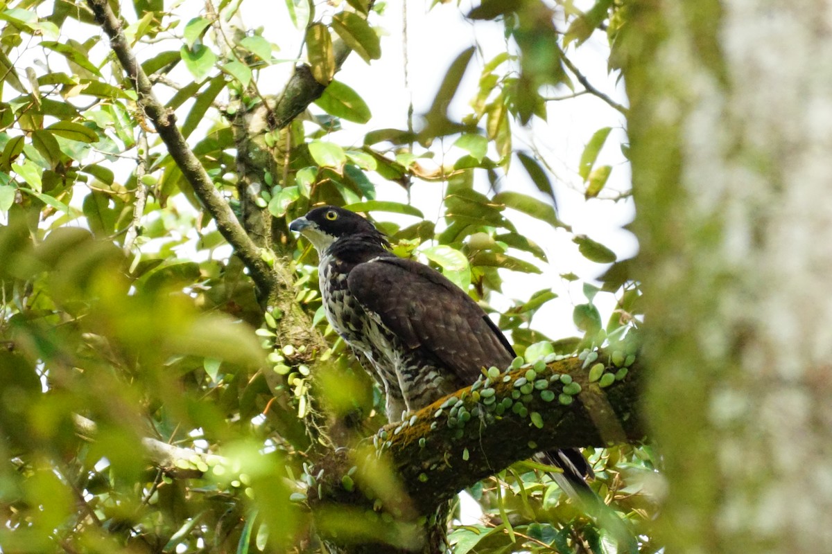 Oriental Honey-buzzard - ML627899170