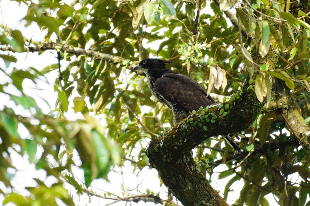 Oriental Honey-buzzard - ML627899171