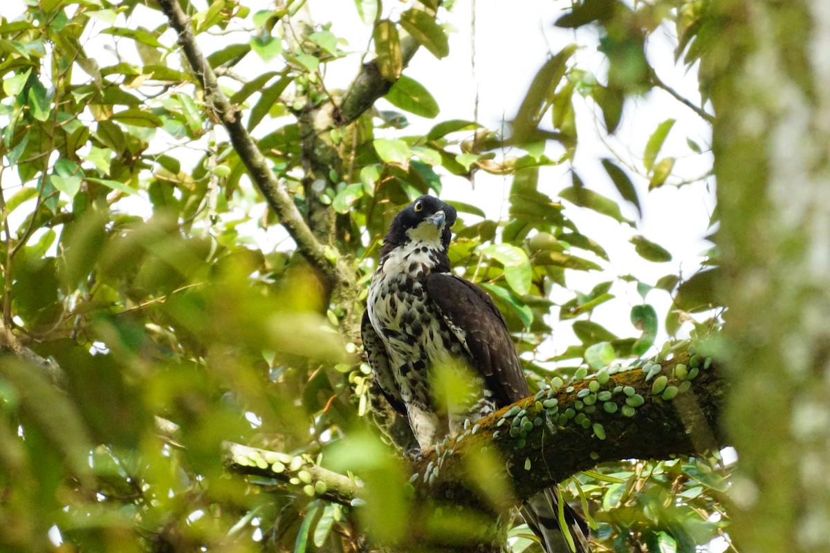 Oriental Honey-buzzard - ML627899172