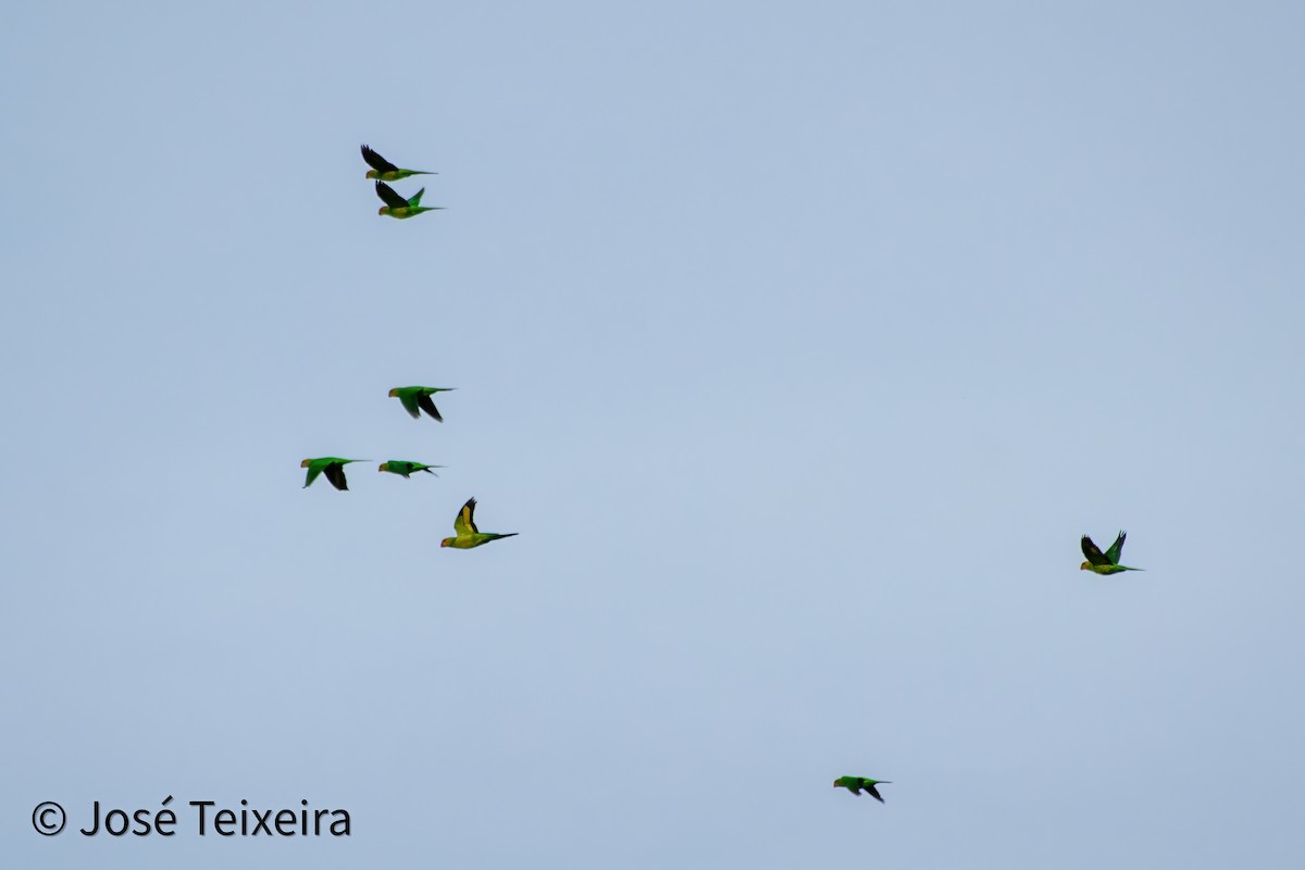 Olive-headed Lorikeet - ML627899192