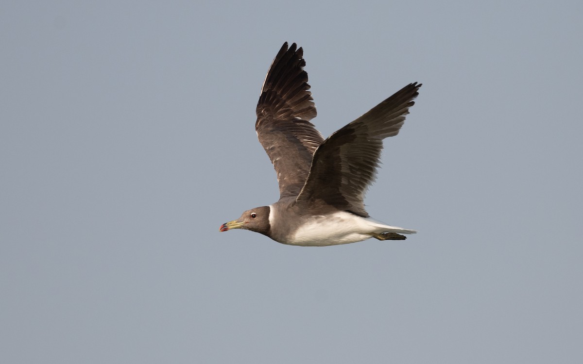 Sooty Gull - ML627899200