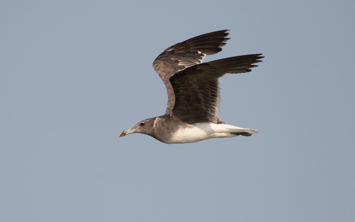 Sooty Gull - ML627899201