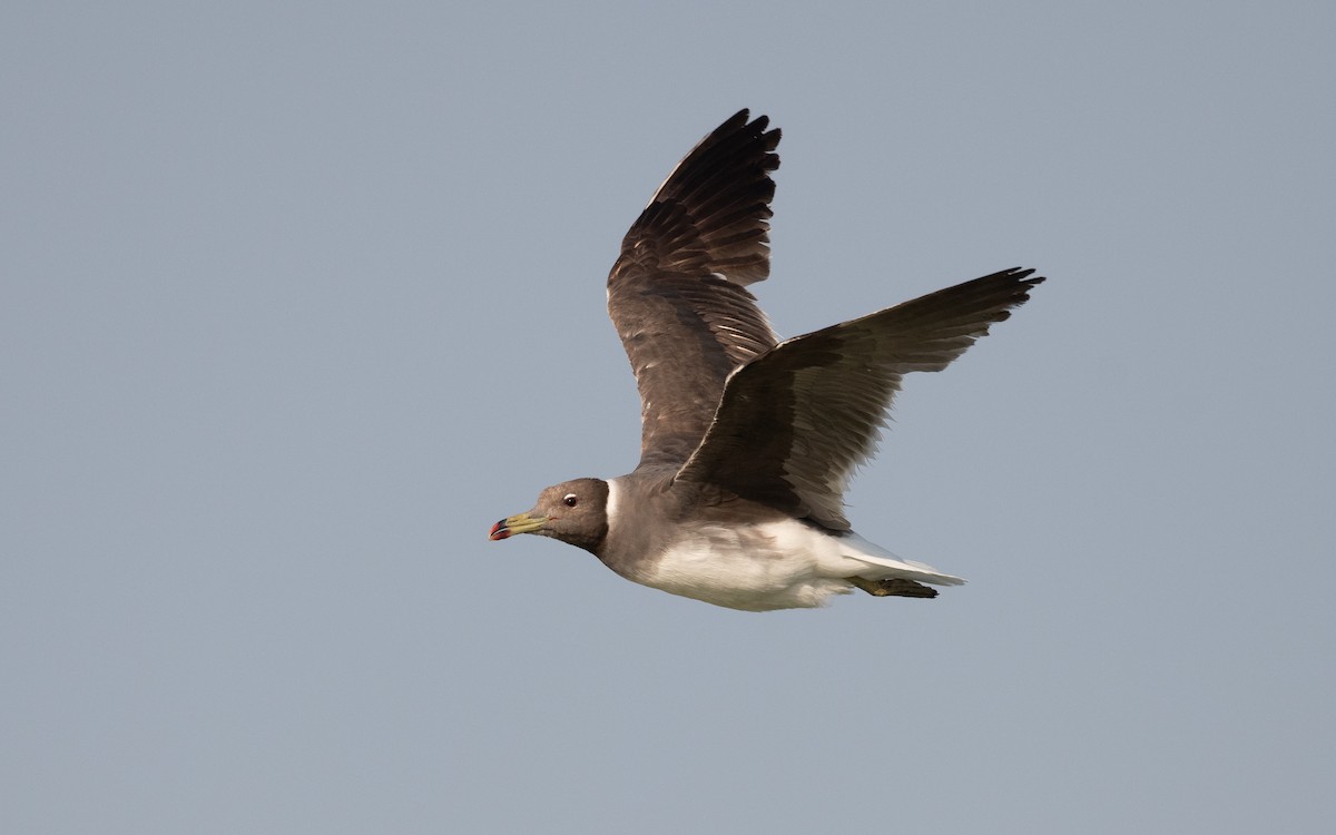 Sooty Gull - ML627899202
