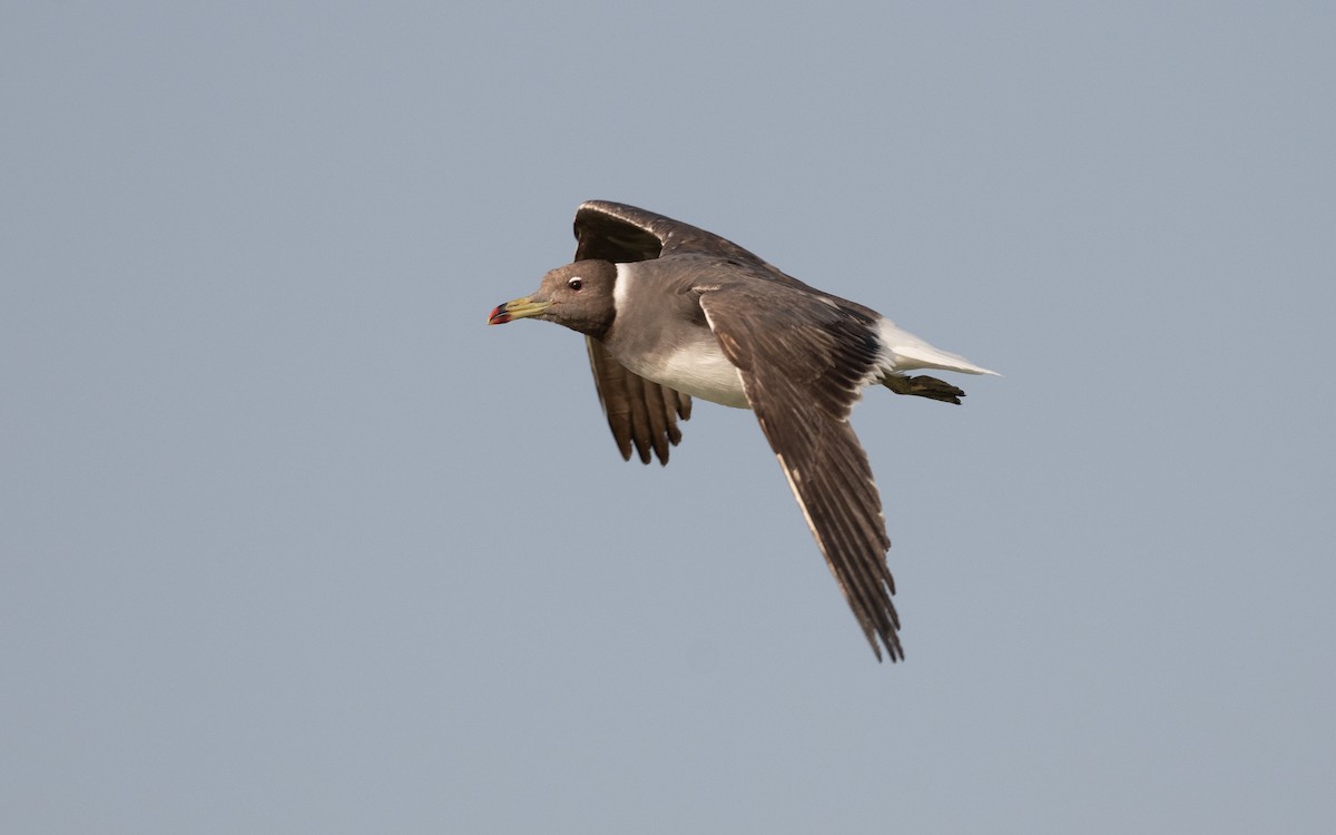 Sooty Gull - ML627899203