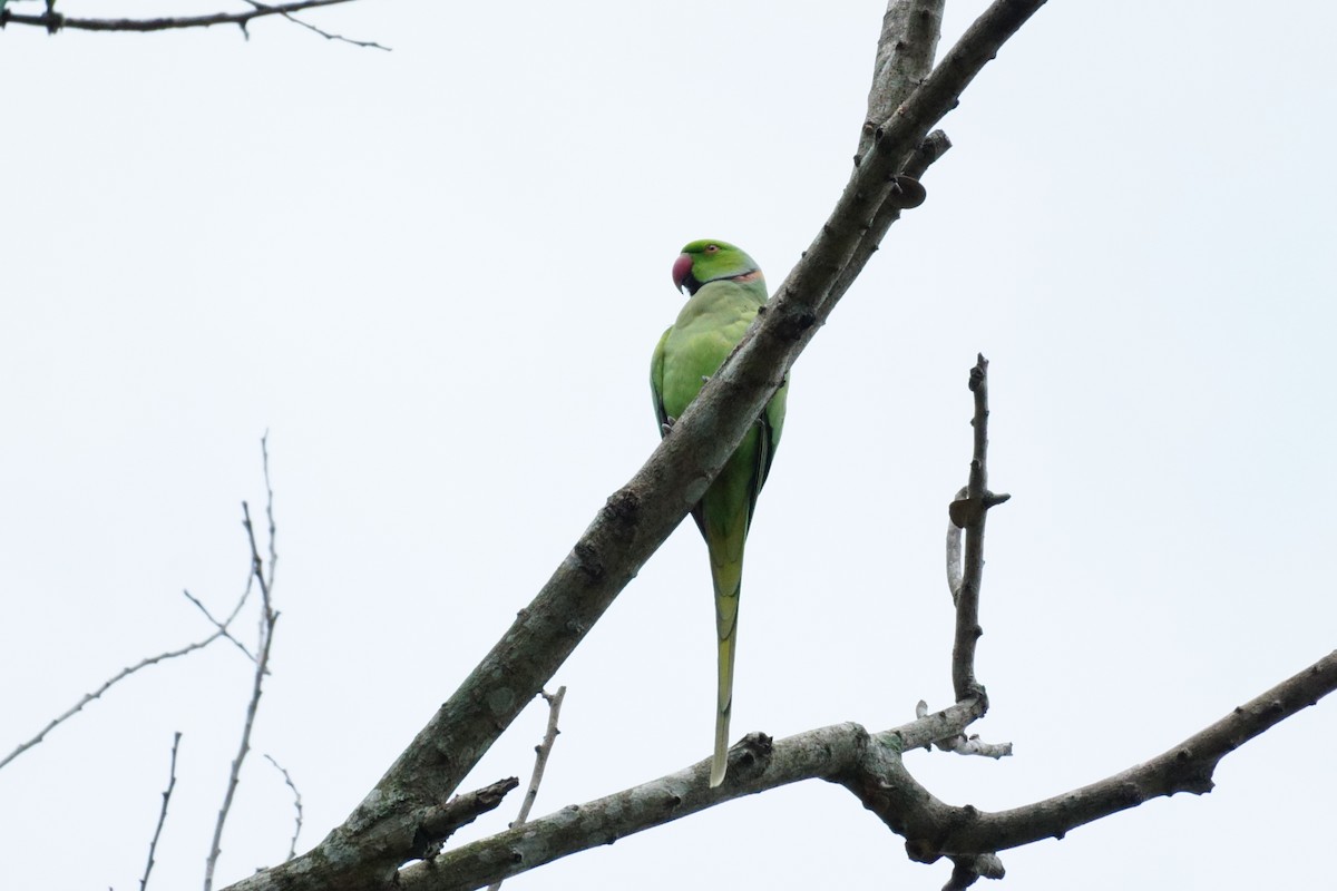 Rose-ringed Parakeet - ML627899235