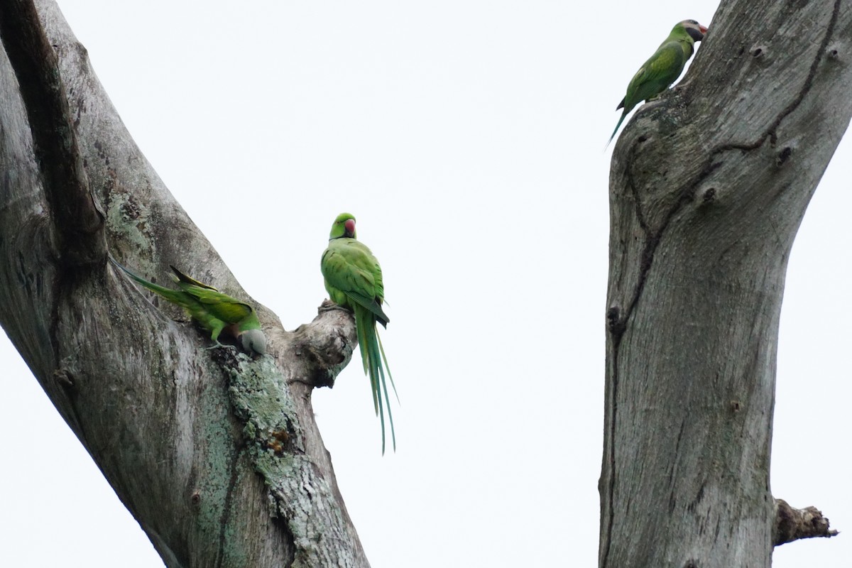 Rose-ringed Parakeet - ML627899237
