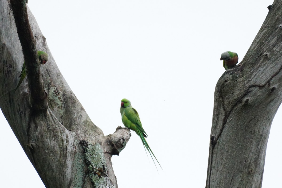 Rose-ringed Parakeet - ML627899238