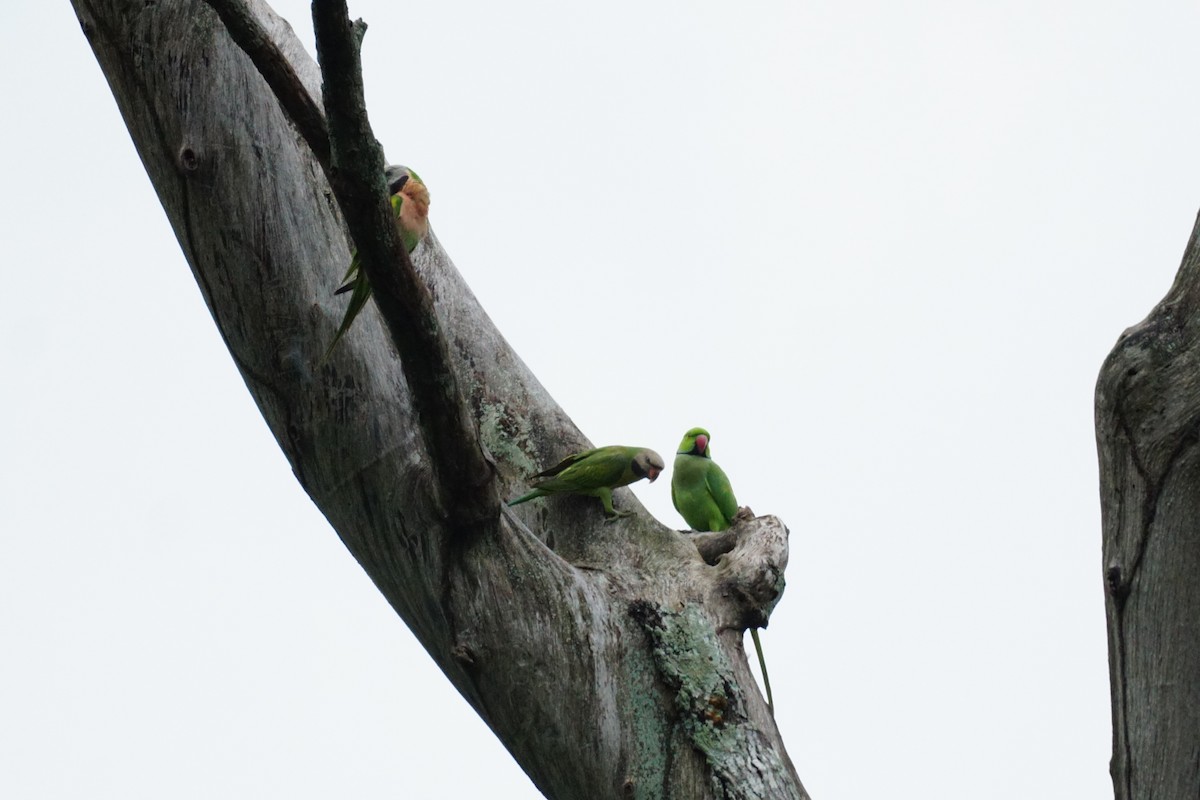 Red-breasted Parakeet - ML627899271