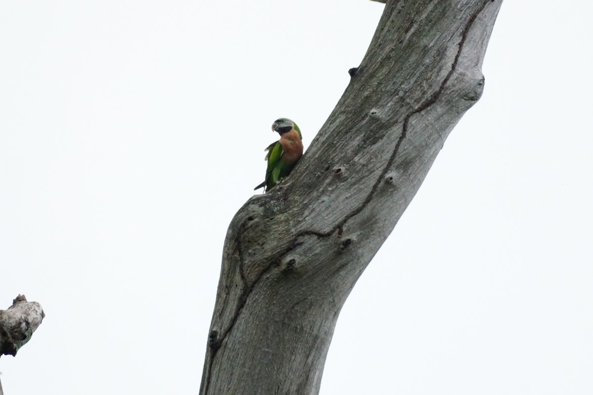 Red-breasted Parakeet - ML627899272