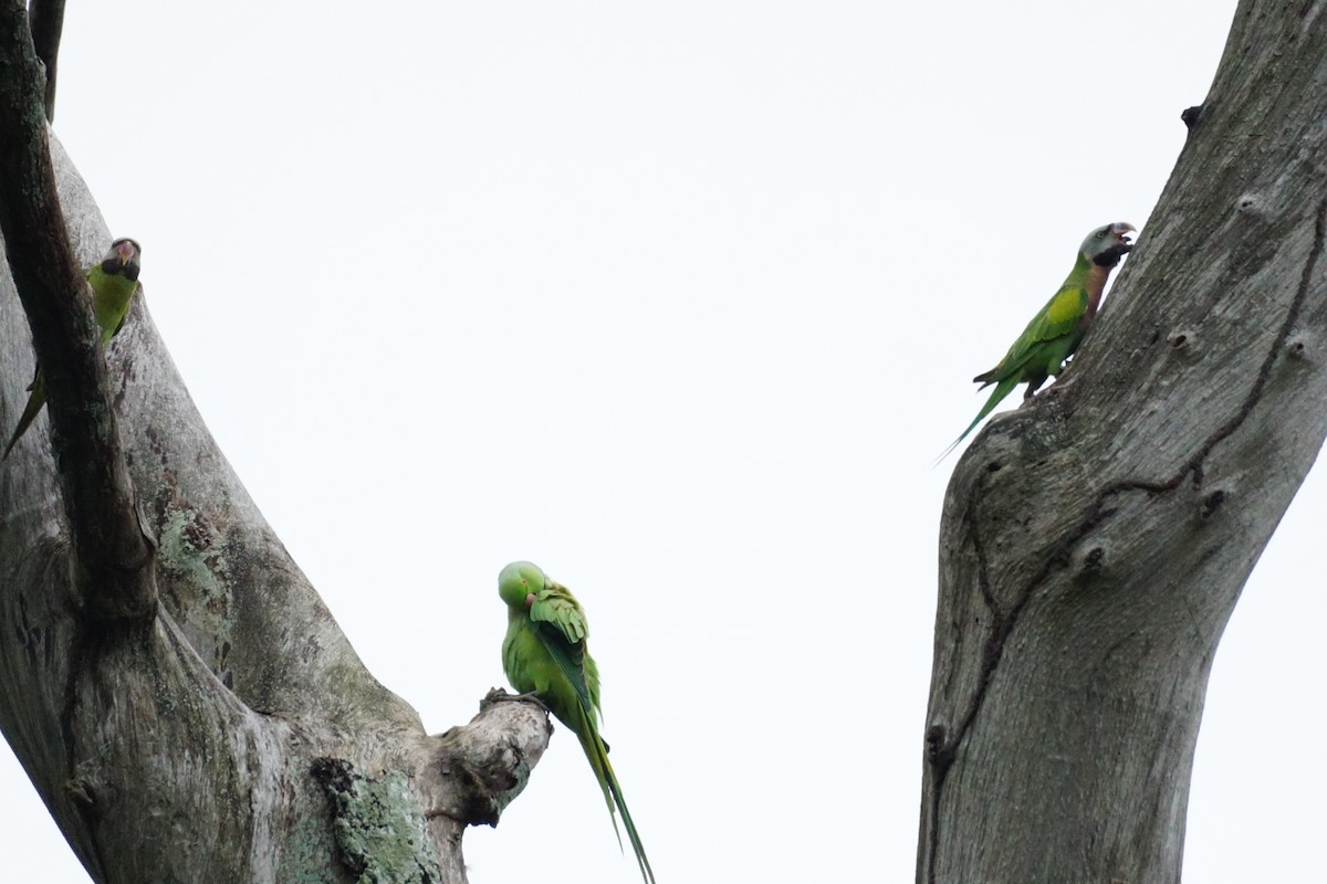 Red-breasted Parakeet - ML627899274