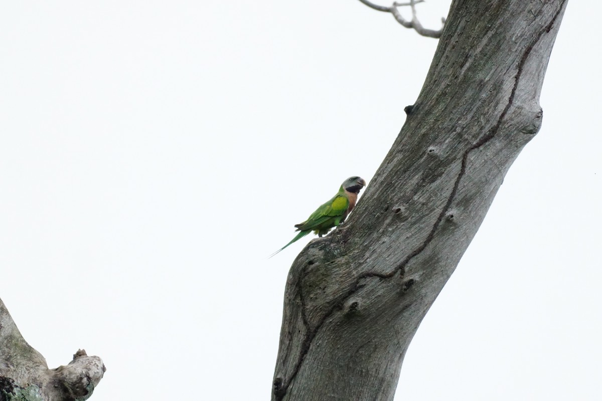 Red-breasted Parakeet - ML627899275
