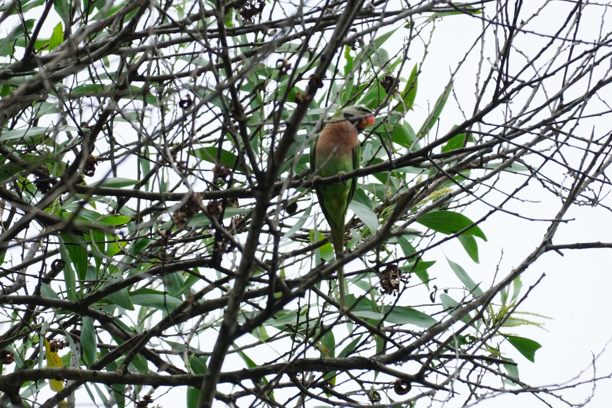 Red-breasted Parakeet - ML627899277