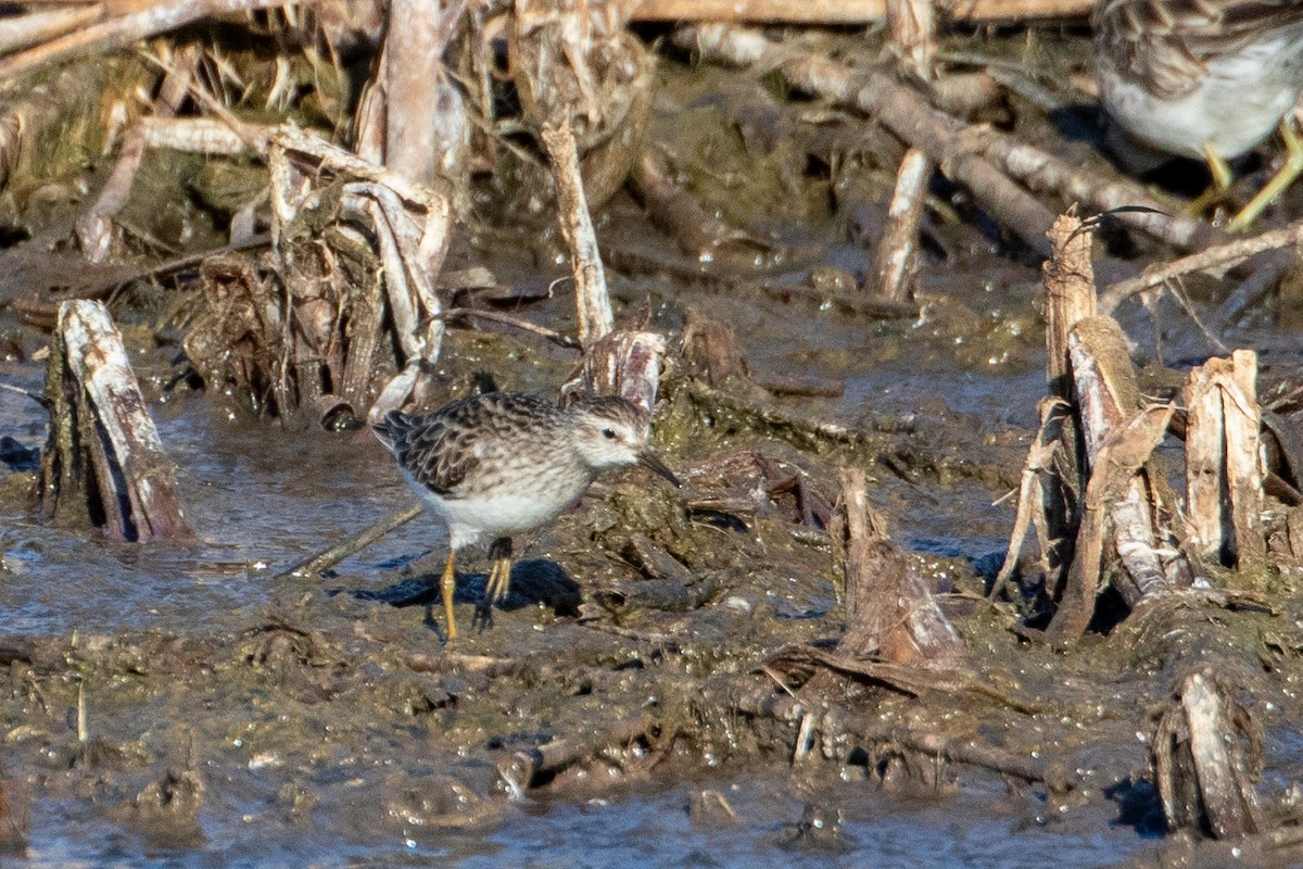 Bécasseau à longs doigts - ML627899283