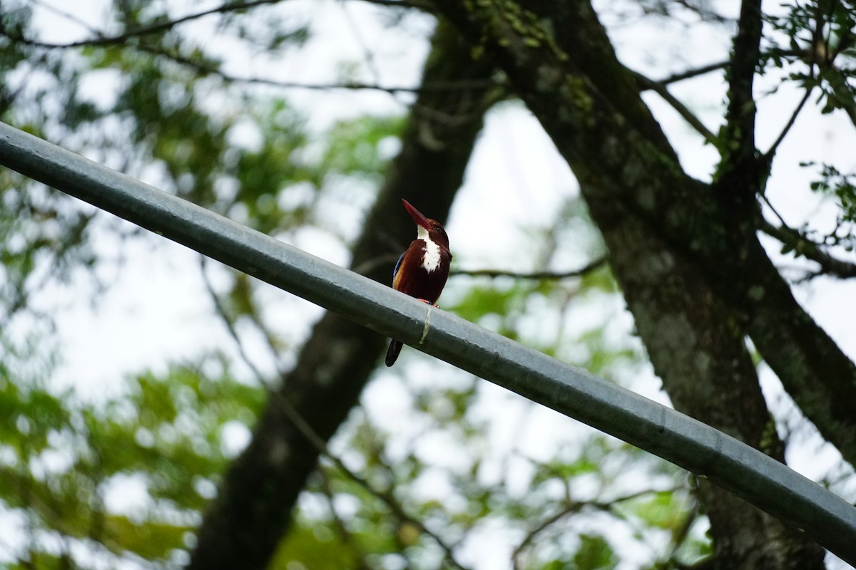 White-throated Kingfisher - ML627899303