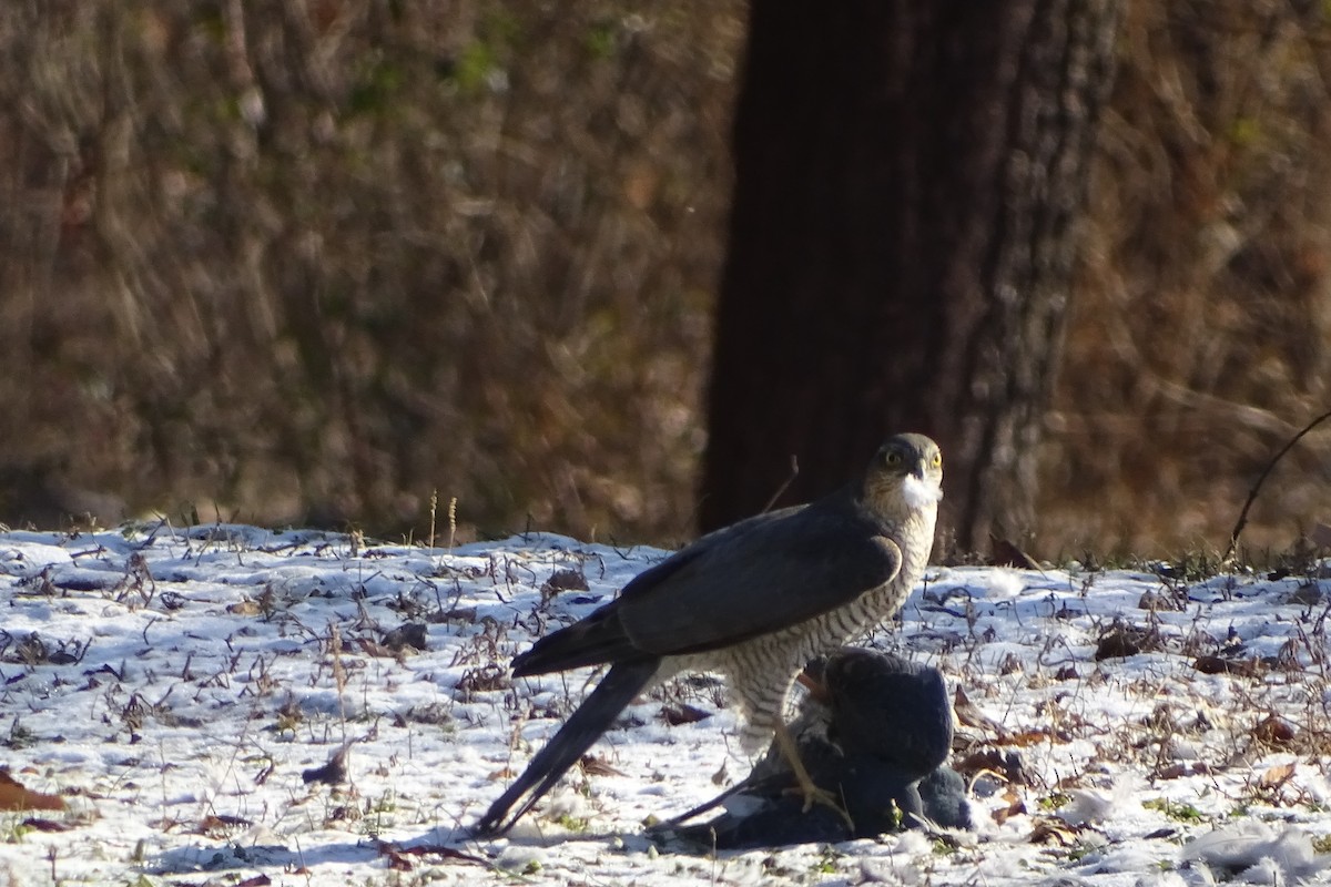 Eurasian Sparrowhawk - ML627899319