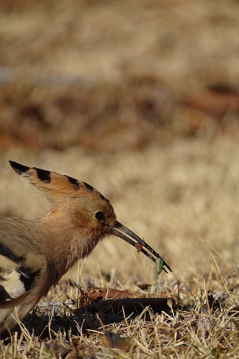 Eurasian Hoopoe - ML627899321