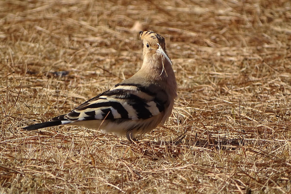 Eurasian Hoopoe - ML627899323