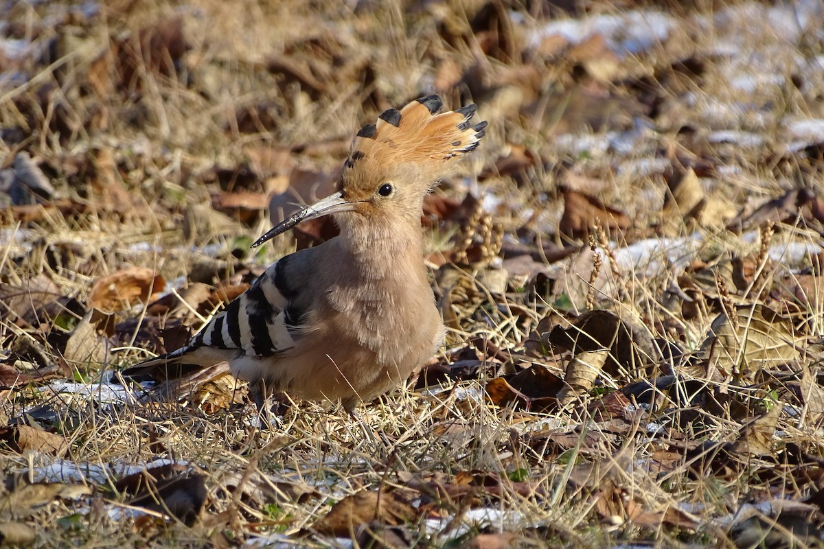 Eurasian Hoopoe - ML627899324