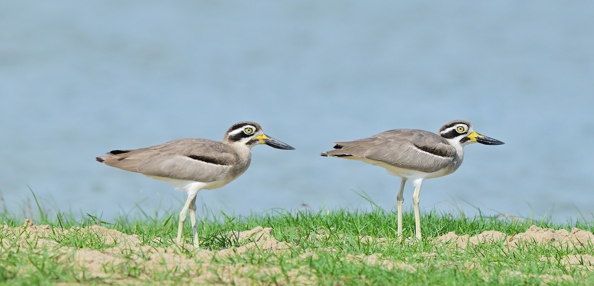 Great Thick-knee - ML627899418