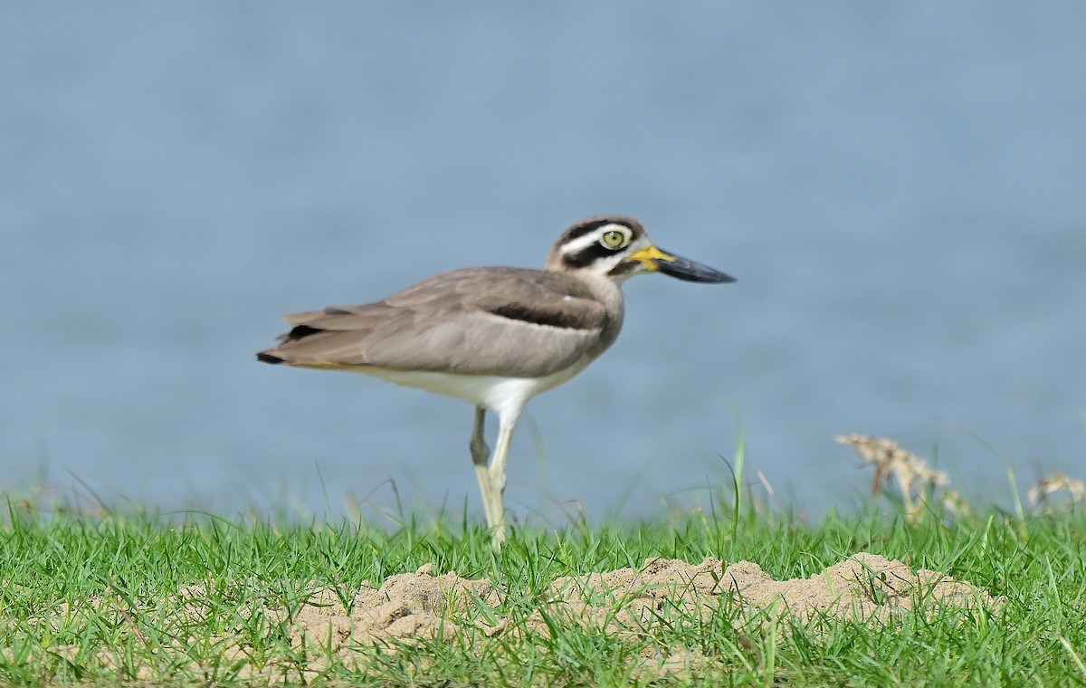 Great Thick-knee - ML627899421