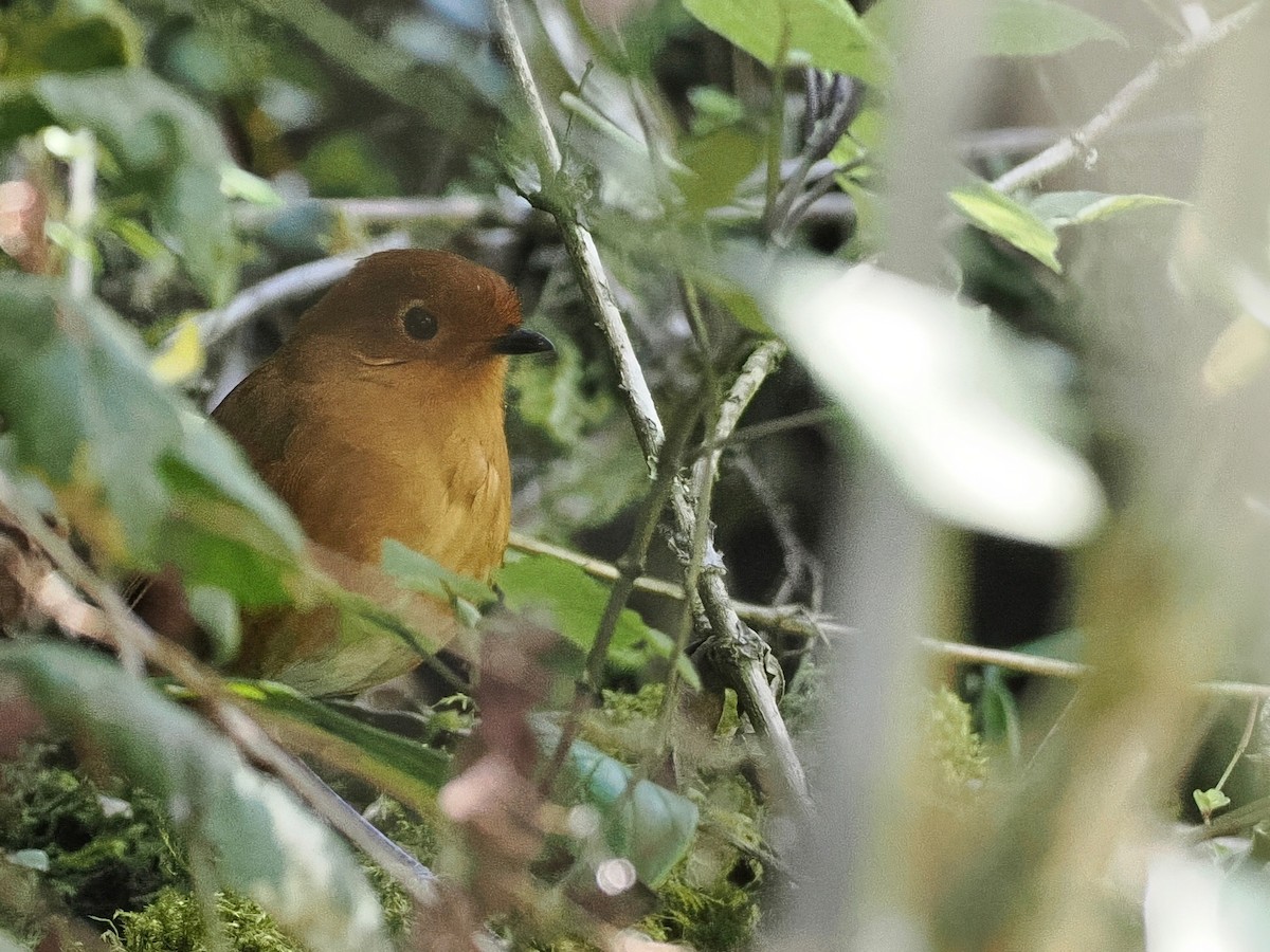 Chachapoyas Antpitta - ML627899432