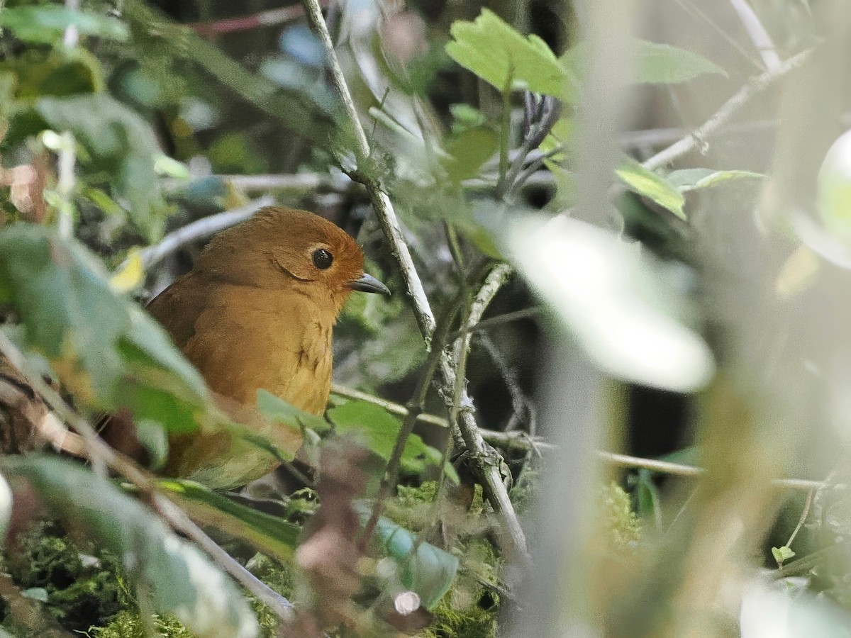 Chachapoyas Antpitta - ML627899433