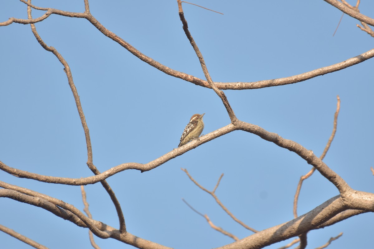 Brown-capped Pygmy Woodpecker - ML627899493