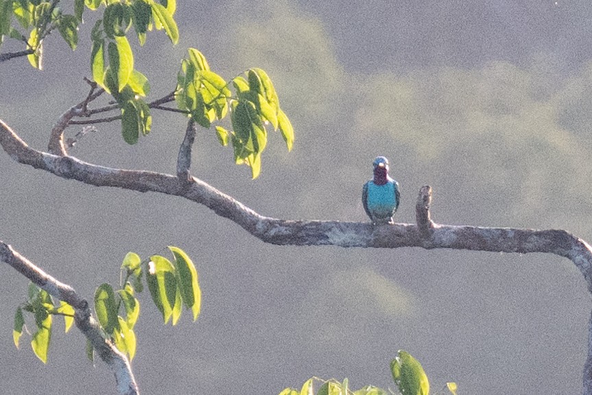 Spangled Cotinga - ML627899531