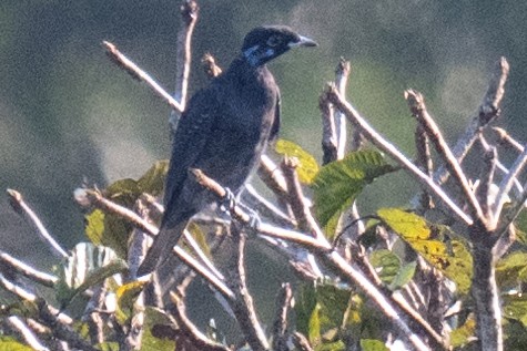 Bare-necked Fruitcrow - ML627899600