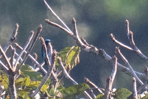 Black-faced Dacnis - ML627899656