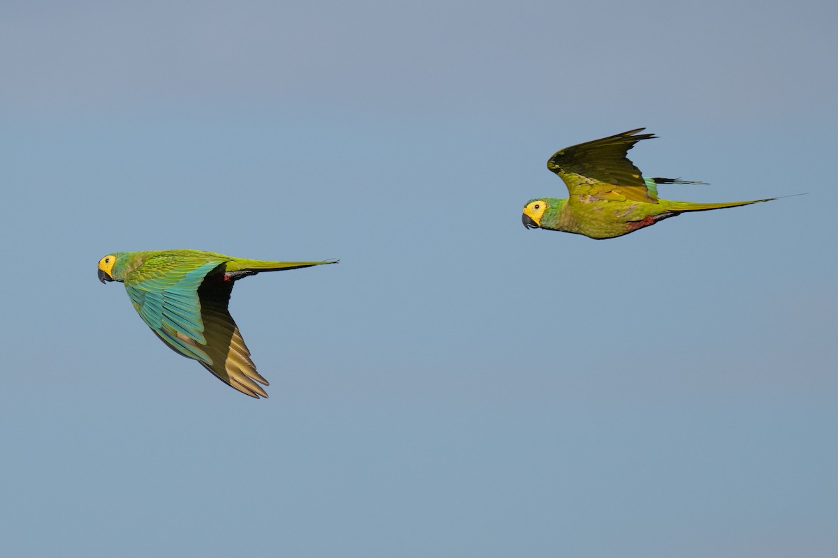 Red-bellied Macaw - ML627899665