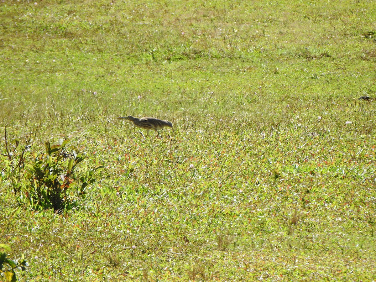Indian Pond-Heron - ML627899687