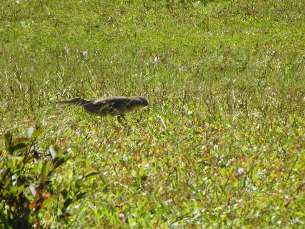 Indian Pond-Heron - ML627899688