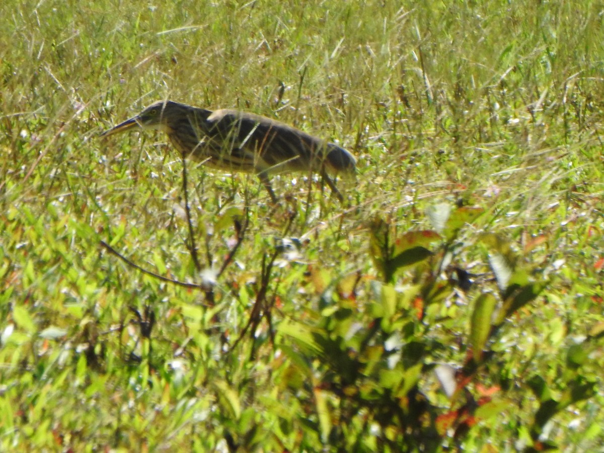 Indian Pond-Heron - ML627899689