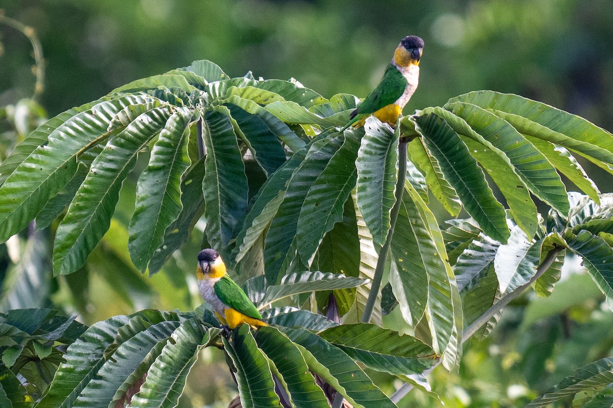 Black-headed Parrot - ML627899718